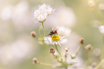 fly onw hite flower macro