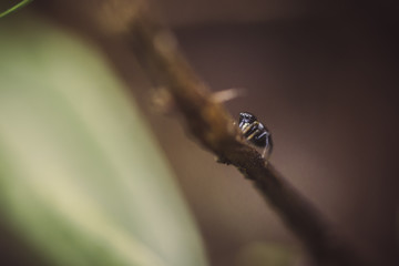 jumping spider macro brown