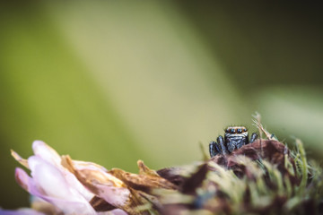jumping spider macro