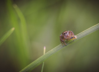 Jumping spider macro