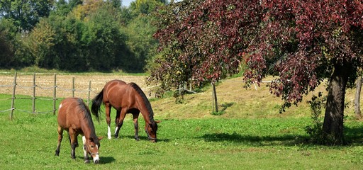 Naklejka premium horses