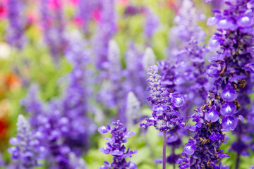 Beautiful lavenders close up in the garden with blurred larvender field background.