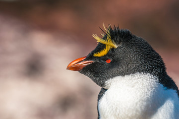 Naklejka premium Rockhopper penguin, Patagonia, Argentina