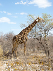 photographed in the Etosha Wildlife Reserve ion Namibia