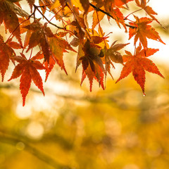 autumnal background, slightly defocused red marple leaves with water drops
