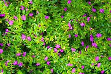 tiny pink wild flower with green leaf after raining.