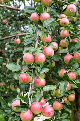 Rote Äpfel am Baum.