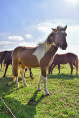Obraz na płótnie Canvas Horses in the meadow