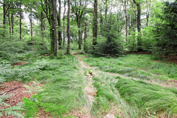Silent day in the beech wood