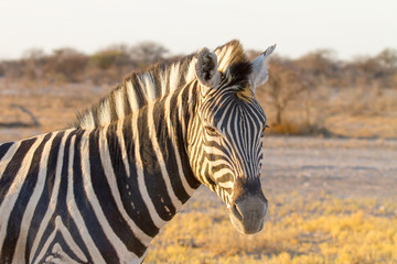Fototapeta na wymiar photographed in the Etosha Wildlife Reserve ion Namibia