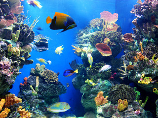 Naklejka na ściany i meble Colorful and vibrant aquarium life
