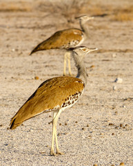 photographed in the Etosha Wildlife Reserve ion Namibia