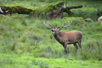 WILD LIVE - Hirschbrunft-Rotthirsch