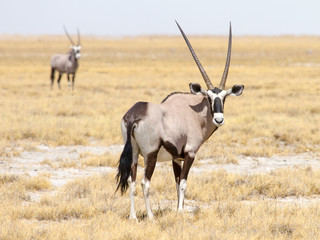 Naklejka na ściany i meble photographed in the Etosha Wildlife Reserve ion Namibia