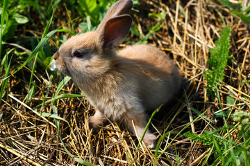 Fototapeta premium Red-haired rabbit on the farm. Red-haired hare on the grass in nature