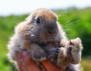 Fototapeta premium hands holding cute funny rabbit on blurred background