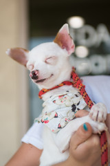 Tiny smiling white chihuahua being held with eyes closed.