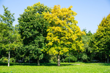 Gegensatz grüner Baum gelber  herbst herbstanfang