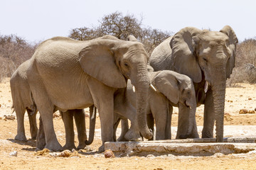 A family of elephants share drinking space at a watering hole in the Etosha Wildlife Reserve in Namibia