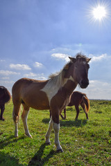 Horses in the meadow