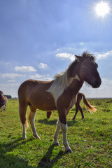 Horses in the meadow