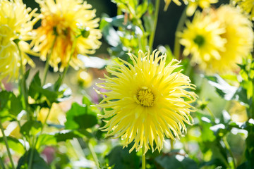 Flower of yellow dahlia