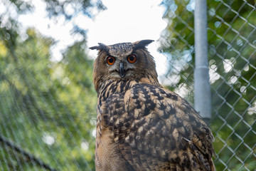 Eagle Owl