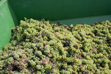 Weintrauben Riesling