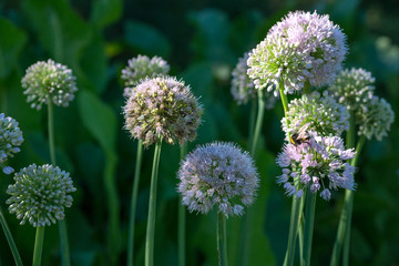 Flower Allium rotundum