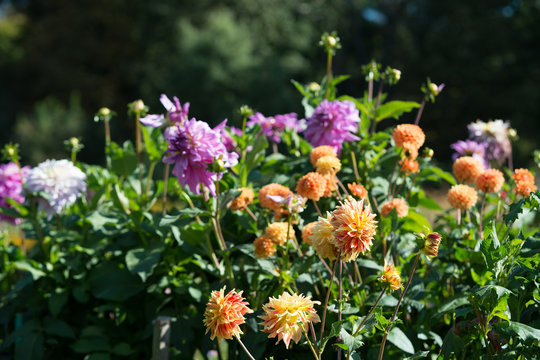 Flowers  dahlia in the garden
