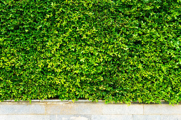 green leaf for background.