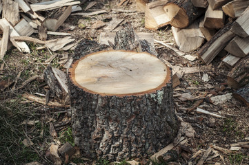 chopping wood for winter