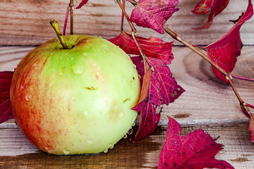 Autumn harvest of apples