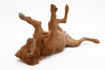 Jagdhund auf dem Rücken Studioaufnahme