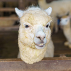 Obraz premium close up of white and brown alpaca looking straight. selective focus.