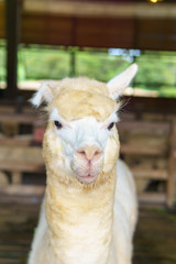 close up of white and brown alpaca in corral or fence