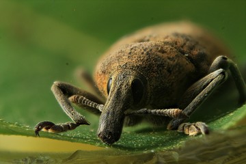  nose beetle