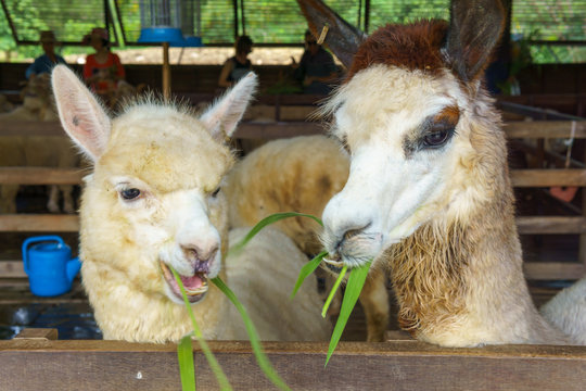 close up of two white and brown alpaca in corral or fence
