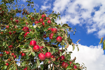 Rote Äpfel am Baum.