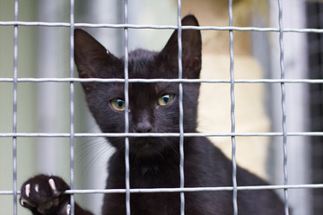 abandoned black cat in an animal shelter  - obrazy, fototapety, plakaty
