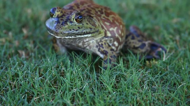 Bullfrog in grass