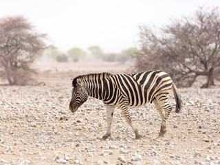 photographed in the Etosha Wildlife Reserve ion Namibia © Fred