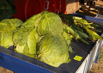 Big Green Cabbage Heads