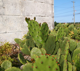 Prickly Pear Cactus By The Road
