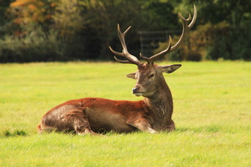 Naklejka na ściany i meble Red deer resting in the autumn sunshine