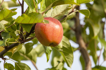 France. Tarn et Garonne, Pommes Fuji