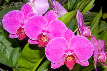 Fototapeta premium Beautiful orchid on show.