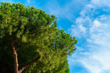Color image of Tree and sky