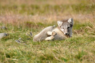 young puppy of arctic fox captured in northern iceland in late summer - 173529563