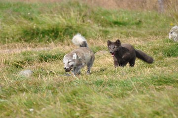 young puppy of arctic fox captured in northern iceland in late summer - 173529594